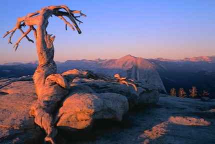 Jeffrey Pine